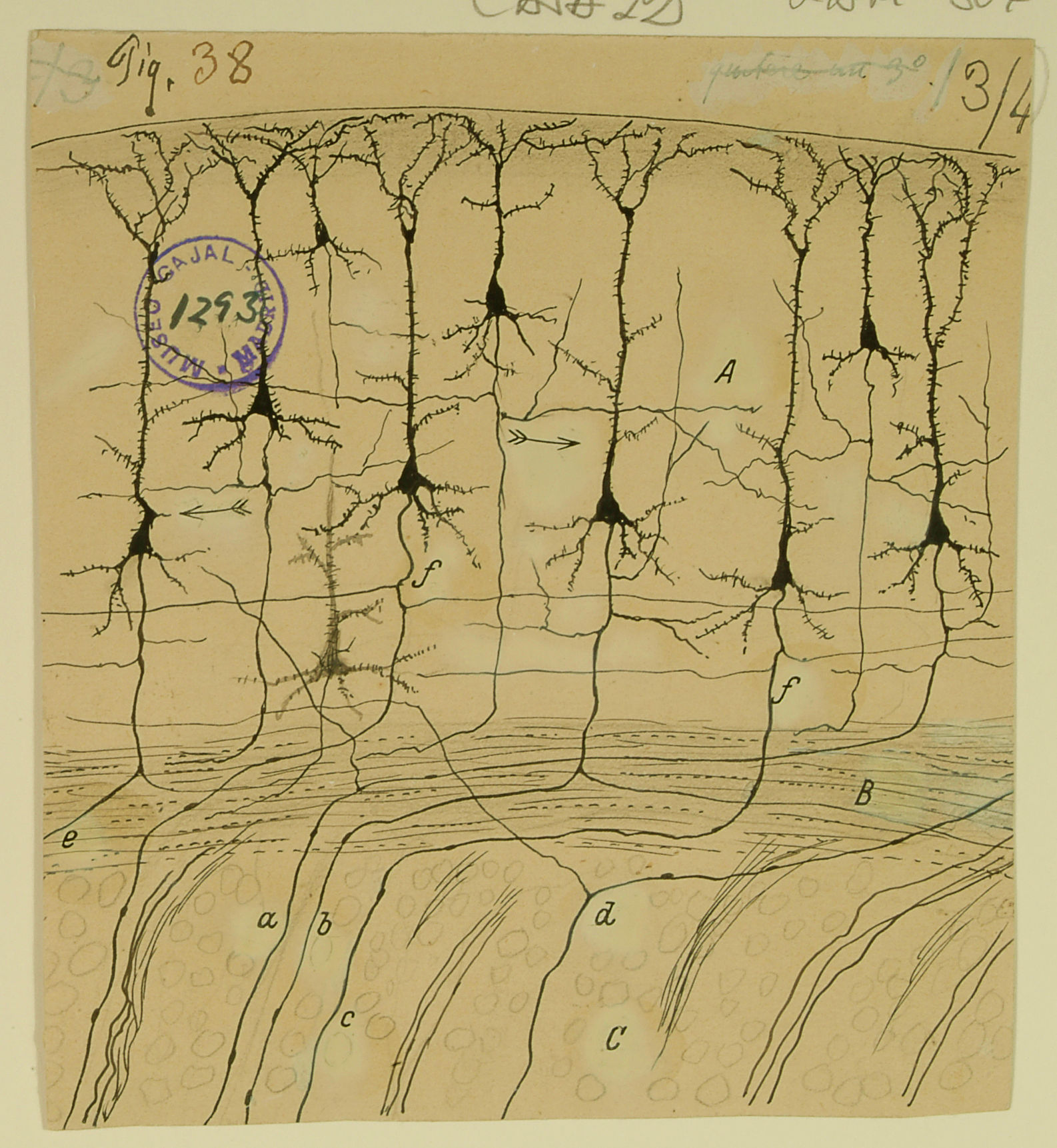 Skizze der Pyramidenzellen von Cajal