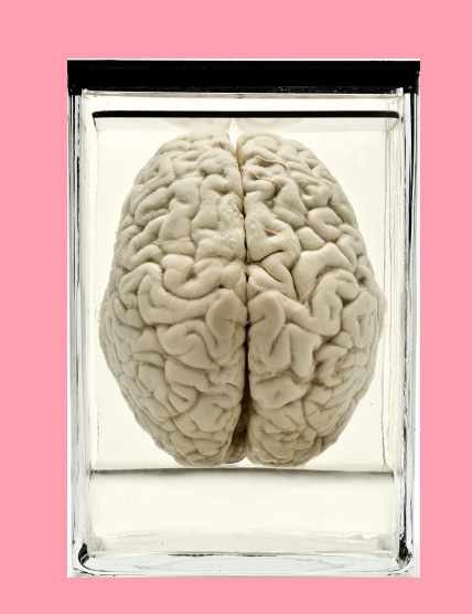 Postkartenmotiv Gehirnpräparat